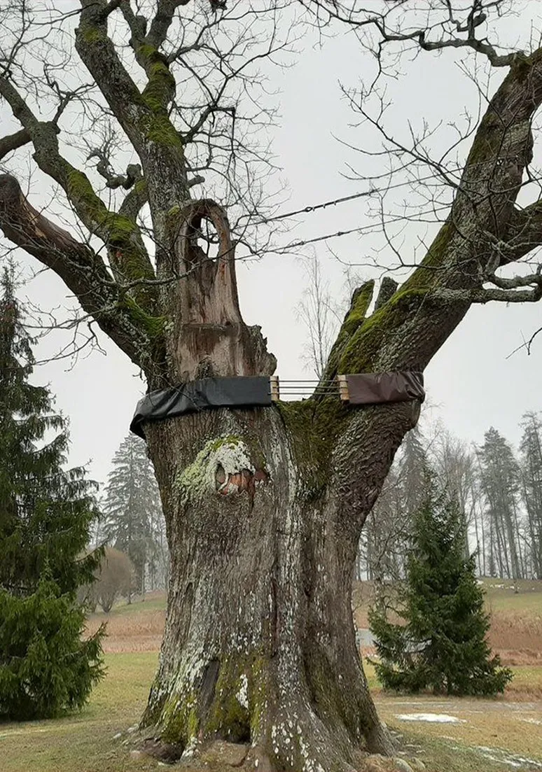 Tree as a Metaphor 098