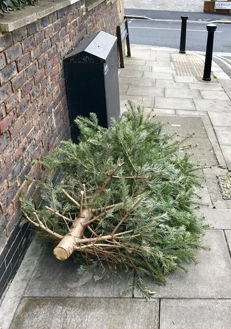 Tree as a Metaphor 100