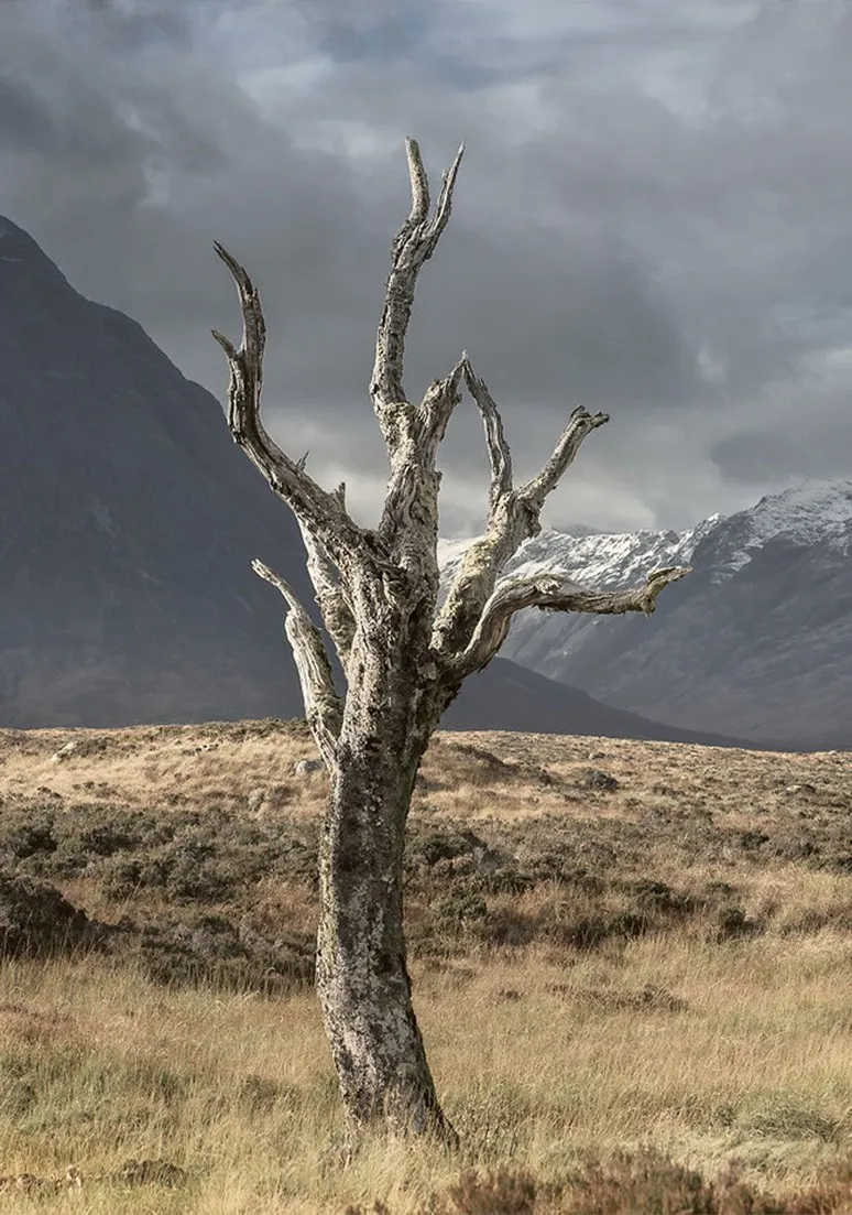 Tree as a Metaphor 101