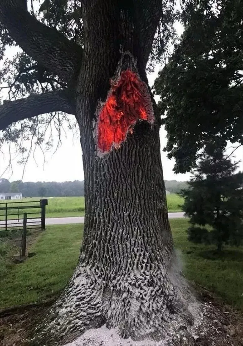 Tree as a Metaphor 103