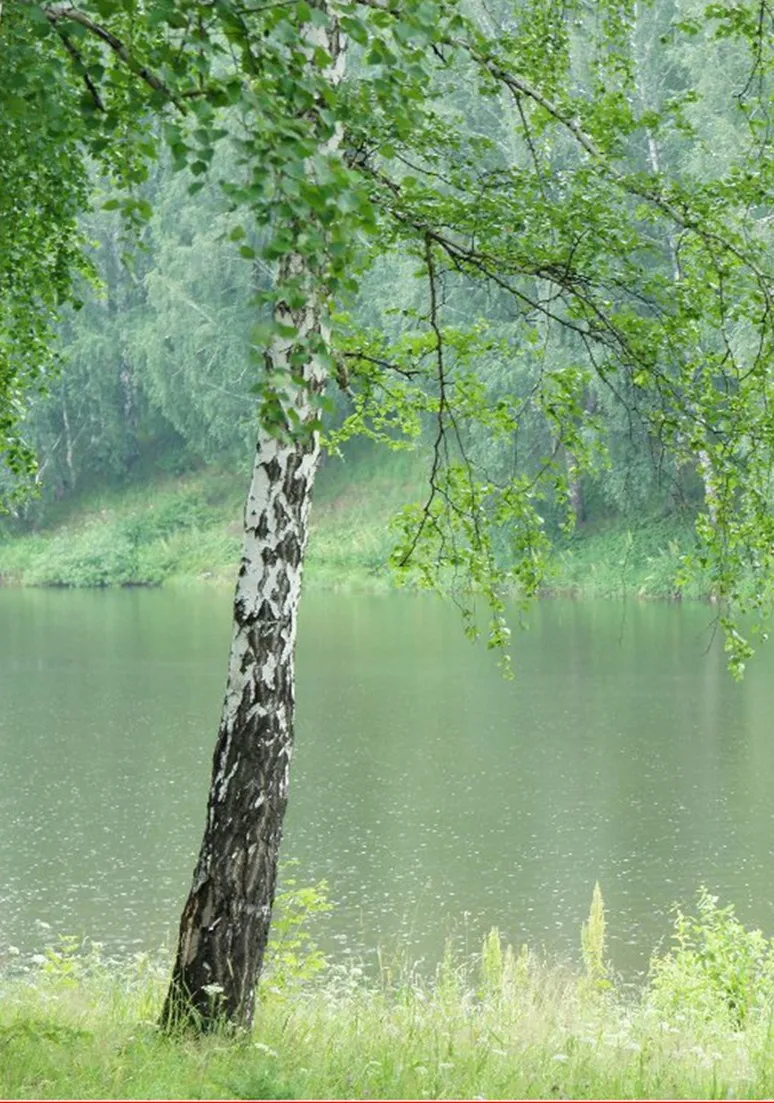 Tree as a Metaphor 104