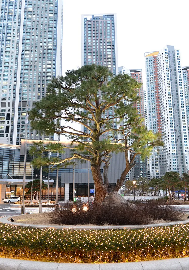 Tree as a Metaphor 105