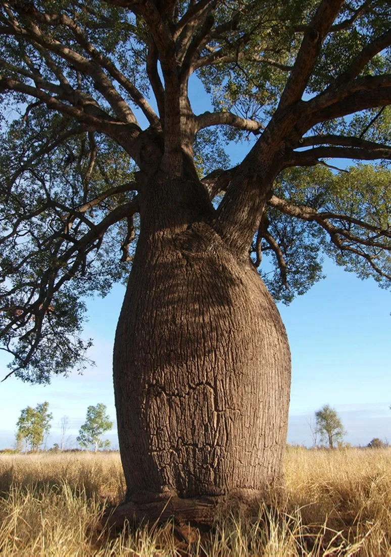 Tree as a Metaphor 106