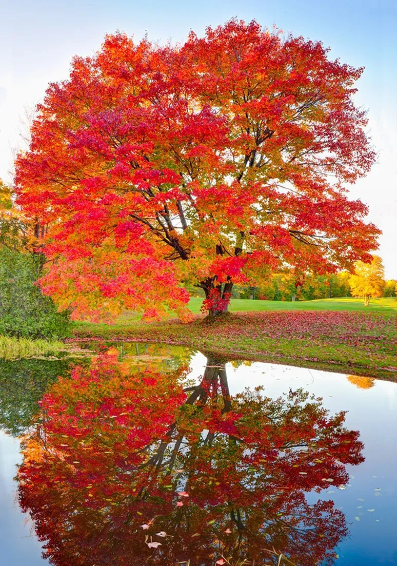 Tree as a Metaphor 107