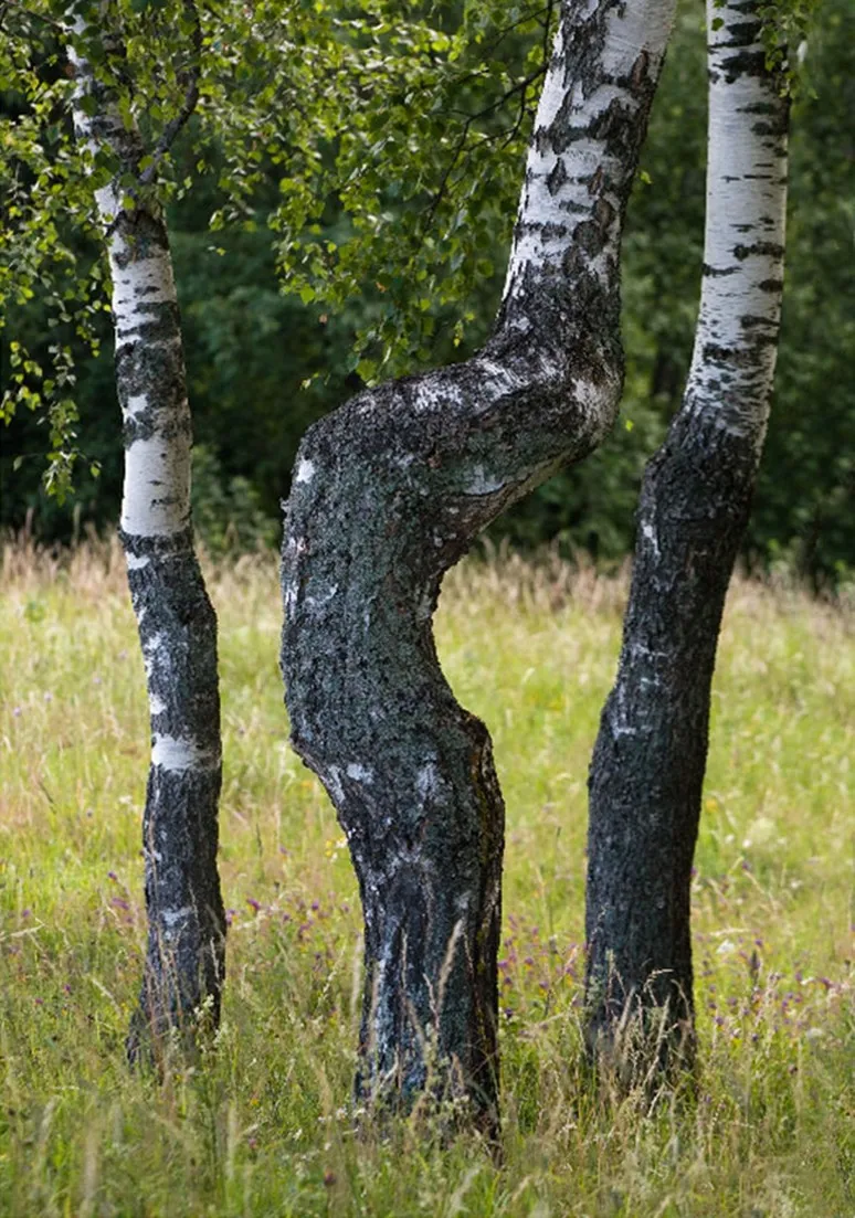 Tree as a Metaphor 110